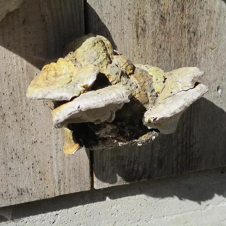 Zweilinden Lägenhet *