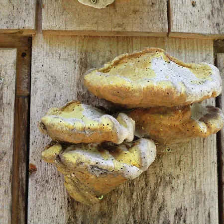 Zweilinden Lägenhet *