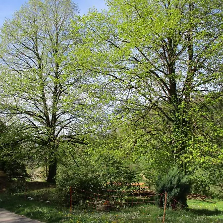 Zweilinden * Steinen (Lorrach)