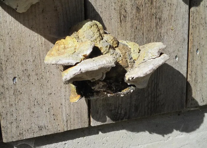 Zweilinden Lägenhet *