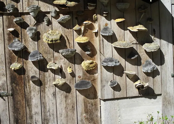 Zweilinden Appartamento *