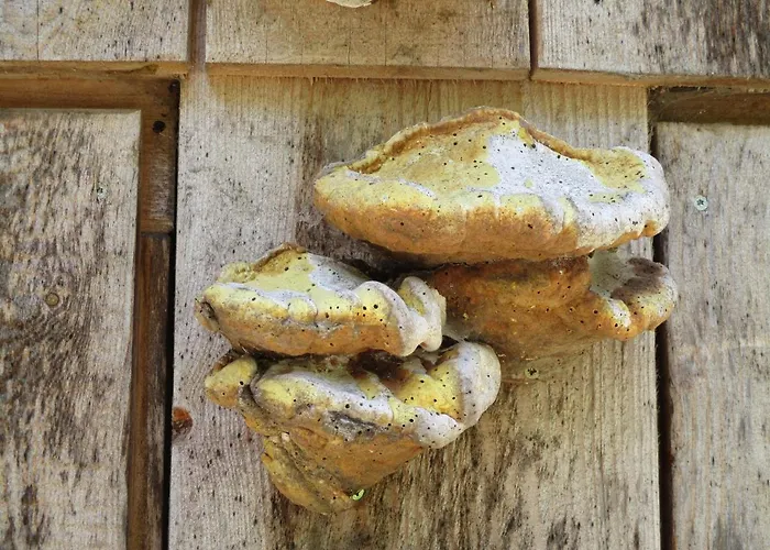 Zweilinden Appartamento *